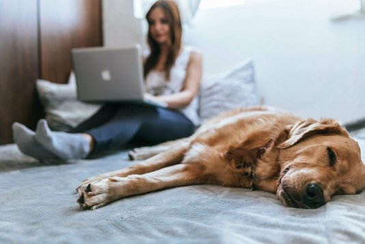 bruno-emmanuelle-azsk_6IMT3I-unsplash Hund und Frau im Home Office